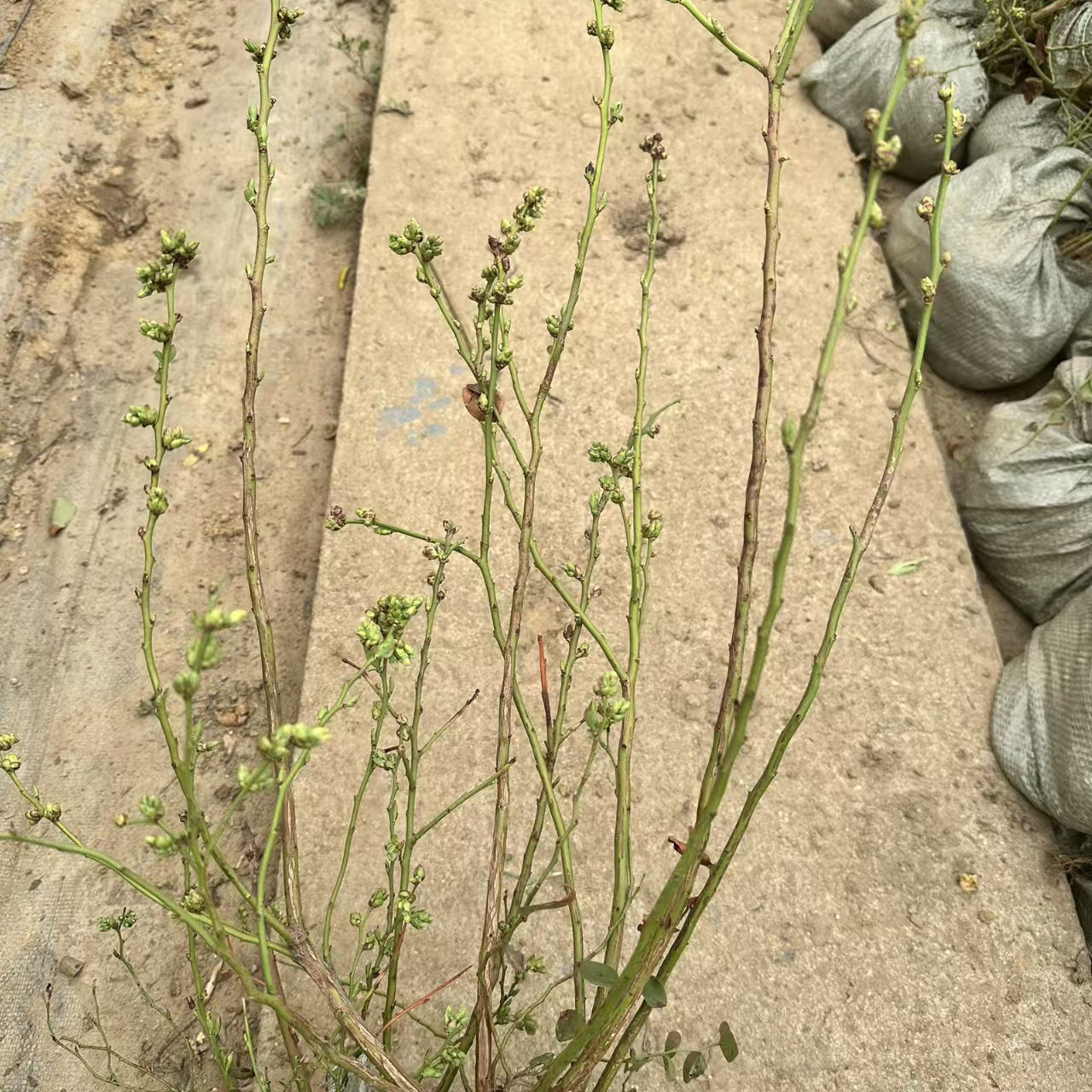 蓝莓苗子带花苞芽孢水果趣味种植
