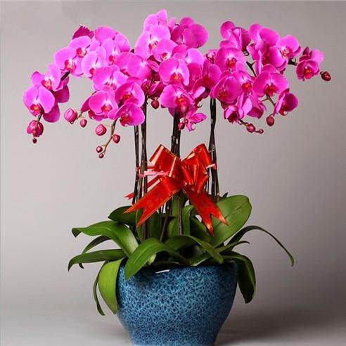 紫色蝴蝶兰兰花迎宾佳品