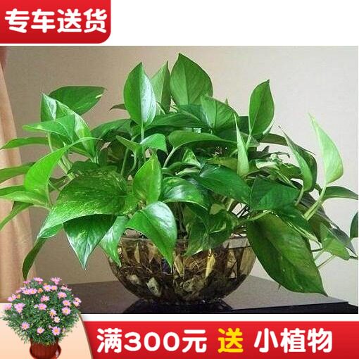 水培植物绿萝 室内桌面水养绿箩 办公室K内茶几卧室绿色盆栽花卉
