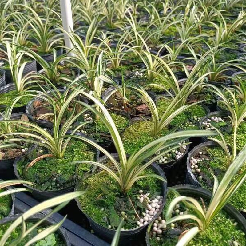 兰花苗精品送春中透艺草高档线z艺绿植盆栽培室内阳台庭院客厅书