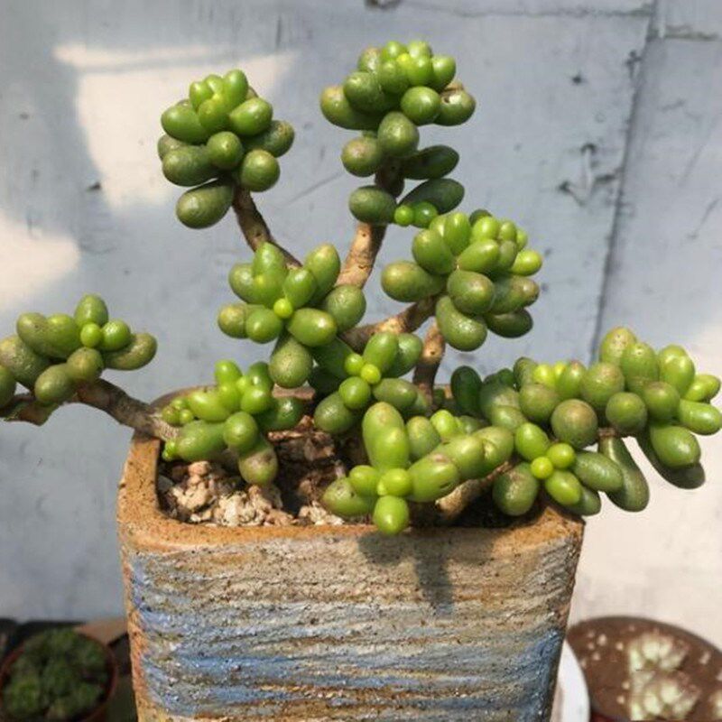 非常大颗绿龟之卵老桩多肉植物办公室美观含盆带土吸X甲醛盆栽花