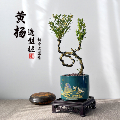 黄杨盆栽庭院老桩耐寒常青绿植小叶邹皮植K物阳台客厅造型中式盆