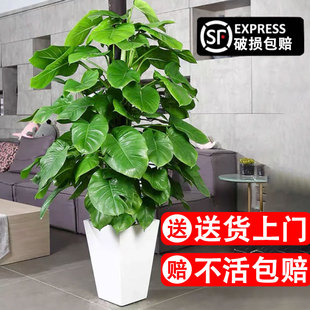 大叶绿萝柱盆栽植物大型室内客厅耐荫净化空气好R养易活绿植吸甲