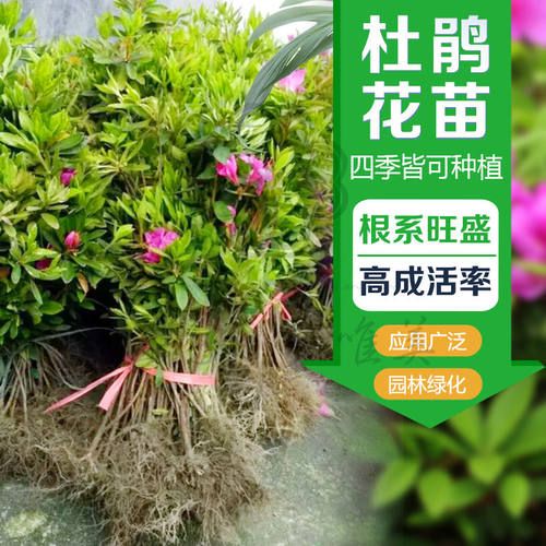 杜鹃 苗木 四季常青庭院绿化苗木工程 毛Q鹃苗木庭院绿植花卉