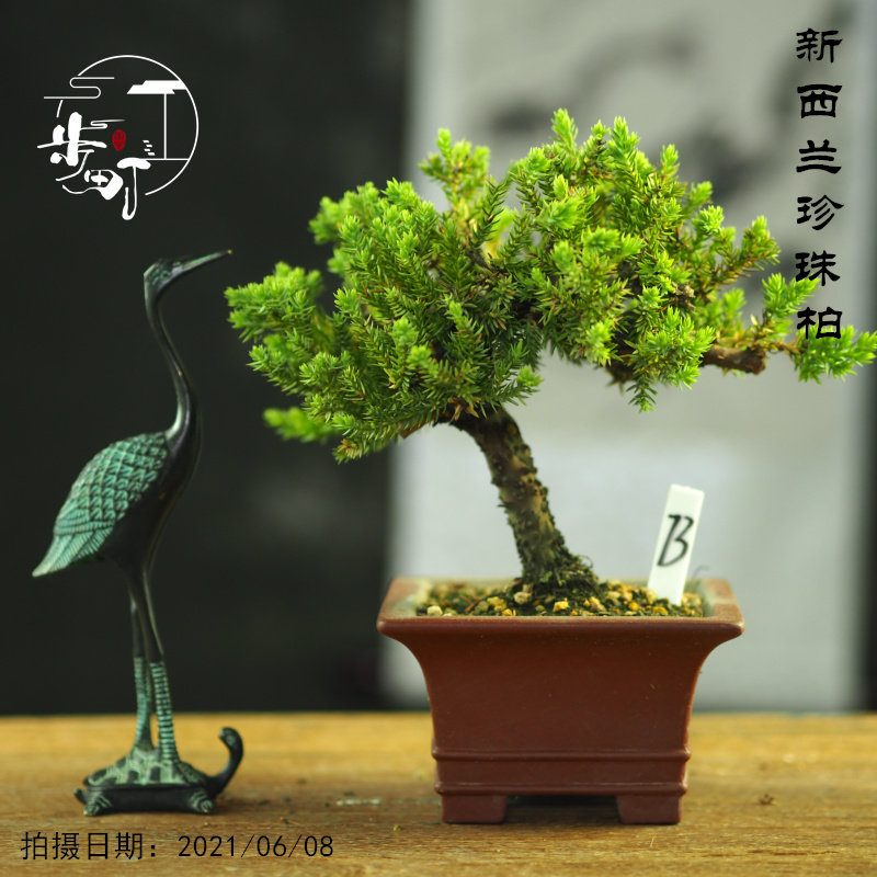 正宗新西兰d珍珠柏盆栽矮霸老桩阳台微型盆景室内好养稀有一物一