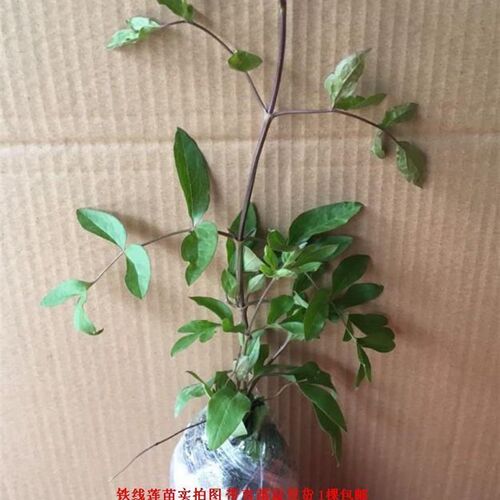 四季铁线莲盆f栽苗爬藤植物花卉盆栽观花植物室内花庭院阳台好养