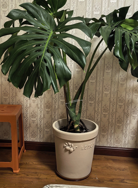 灰白色 37*40 龟背竹大盆 红陶花盆