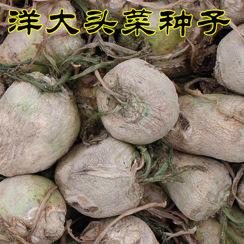 洋大头菜种子 秋季播种蔬菜籽阳台蔬菜大头疙瘩 光头芥菜咸菜种子在类目 鲜花速递/花卉仿真/绿植园艺, 花卉/蔬果/草坪种子（新）, 家庭园艺种子中 - 来自Buy2taobao.com提供专业的淘宝代购服务