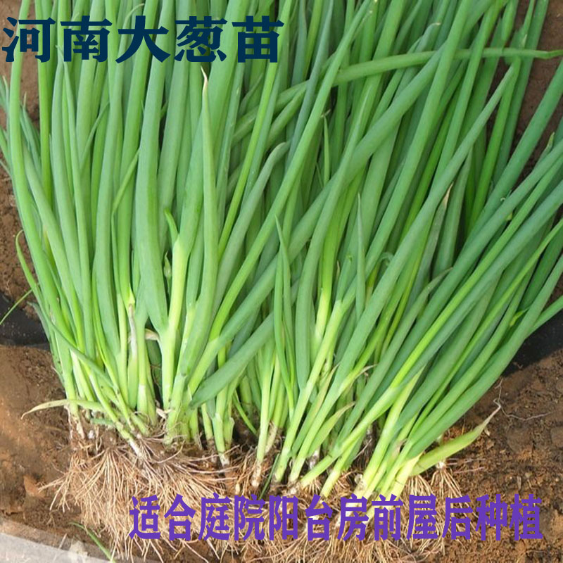 葱苗大葱苗子葱秧新鲜葱秧子1-5斤非大葱种子阳台庭院种植葱苗-封面