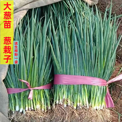 葱栽子大葱苗子大葱栽苗铁杆长白葱苗葱根苗钢葱苗带根大小混发货