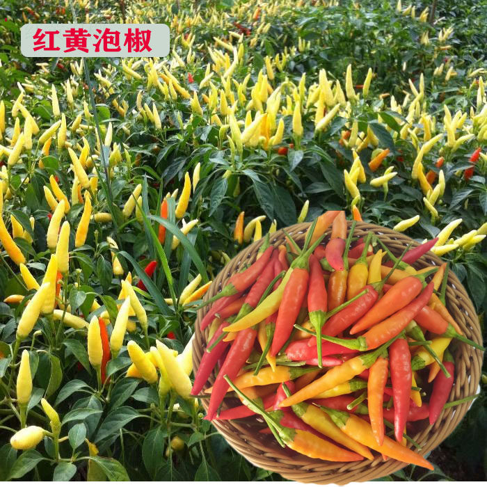 小米辣新鲜红色泡椒野山