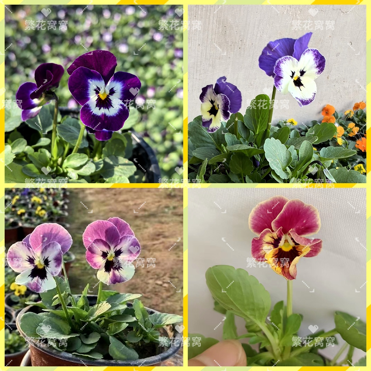 小花小冷堇易爆盆20多色三色堇蝴蝶角堇小苗盆栽阳台庭院耐寒地栽