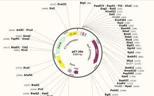质粒构建｜CRISPR质粒构建｜蛋白表达载体构建｜各种质粒构建