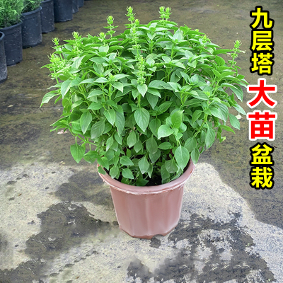 食用调料九层塔金不换薄荷盆栽