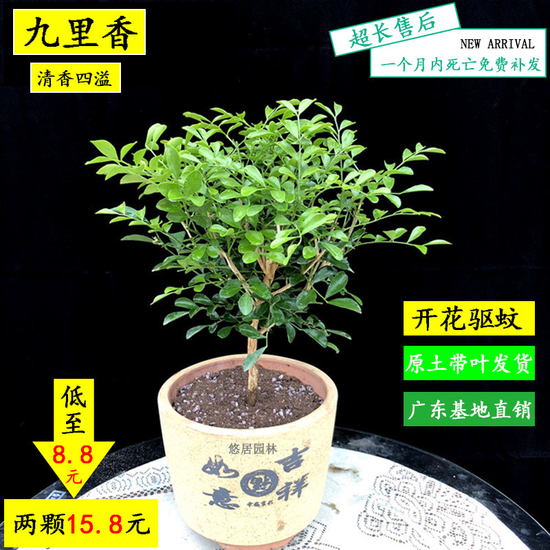 九里香盆栽七里香树苗浓香型四季开花植物室内外阳台花卉驱蚊绿植