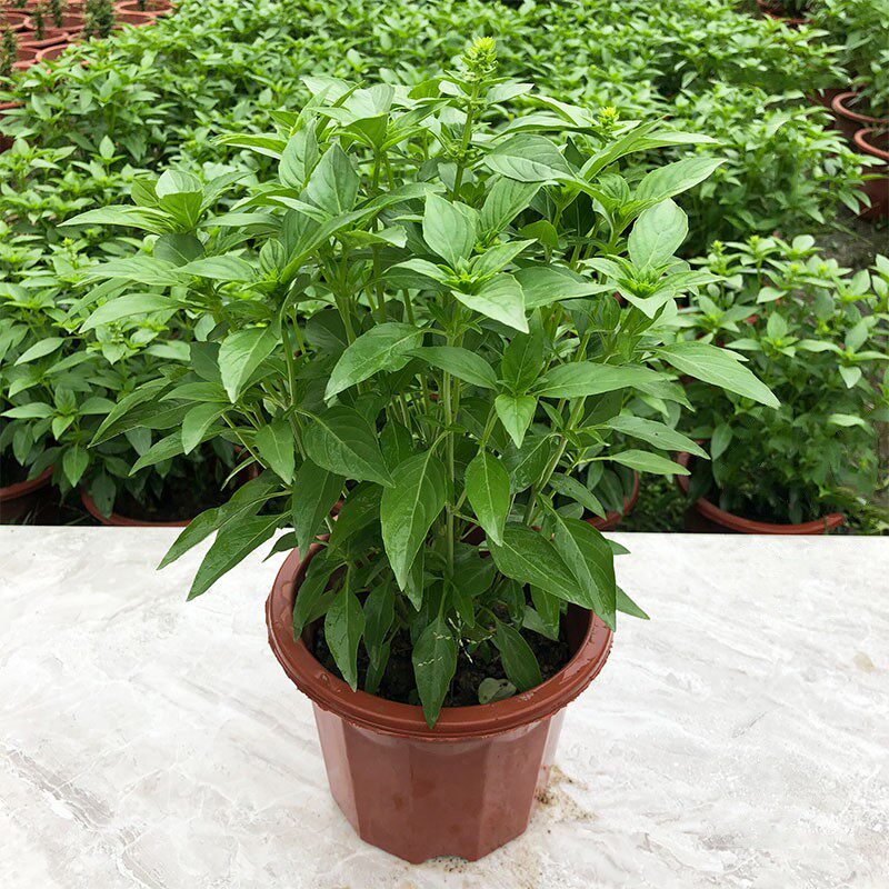 食用调料九层塔金不换薄荷盆栽