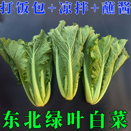 东北大白菜整棵带绿叶新鲜打饭包白菜叶蘸酱吃凉拌小白菜整颗大地