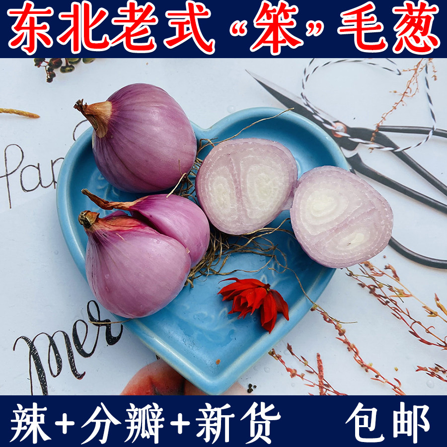 毛葱大号新鲜大果毛葱东北包邮新鲜