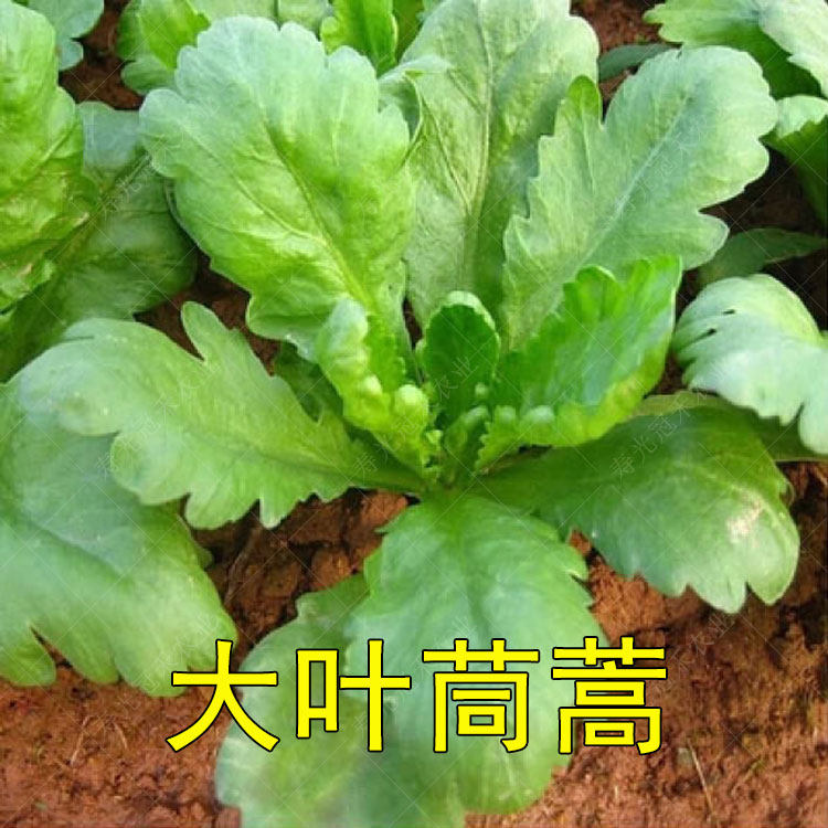 大叶茼蒿种子种籽菜籽孑皇帝菜高产籽种秋季阳台四季盆栽蔬菜青菜,鲜花速递/花卉仿真/绿植园艺,家庭园艺种子,淘宝优惠券,粉丝福利购,淘宝优惠卷