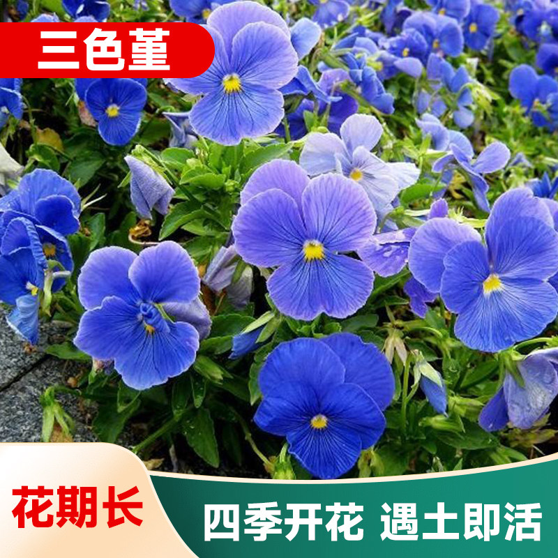 三色堇种子播种四季易种植室内花卉种子阳台盆栽室外庭院花籽