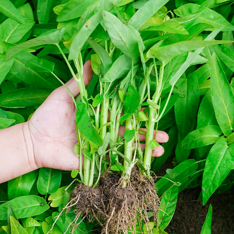 白梗柳叶空心菜种子带根大叶种籽苗秧四季盆栽蔬菜孑春季菜种籽种-封面