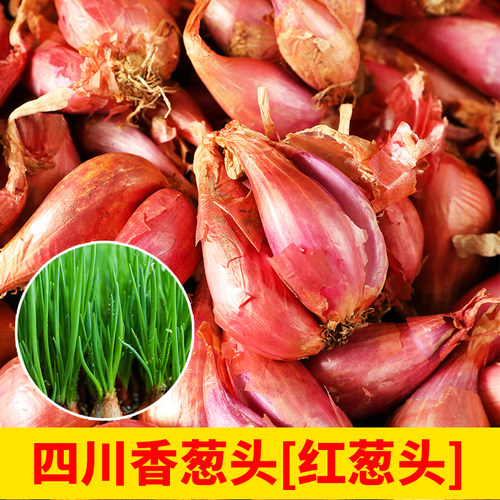 四季盆栽小香葱种头小葱