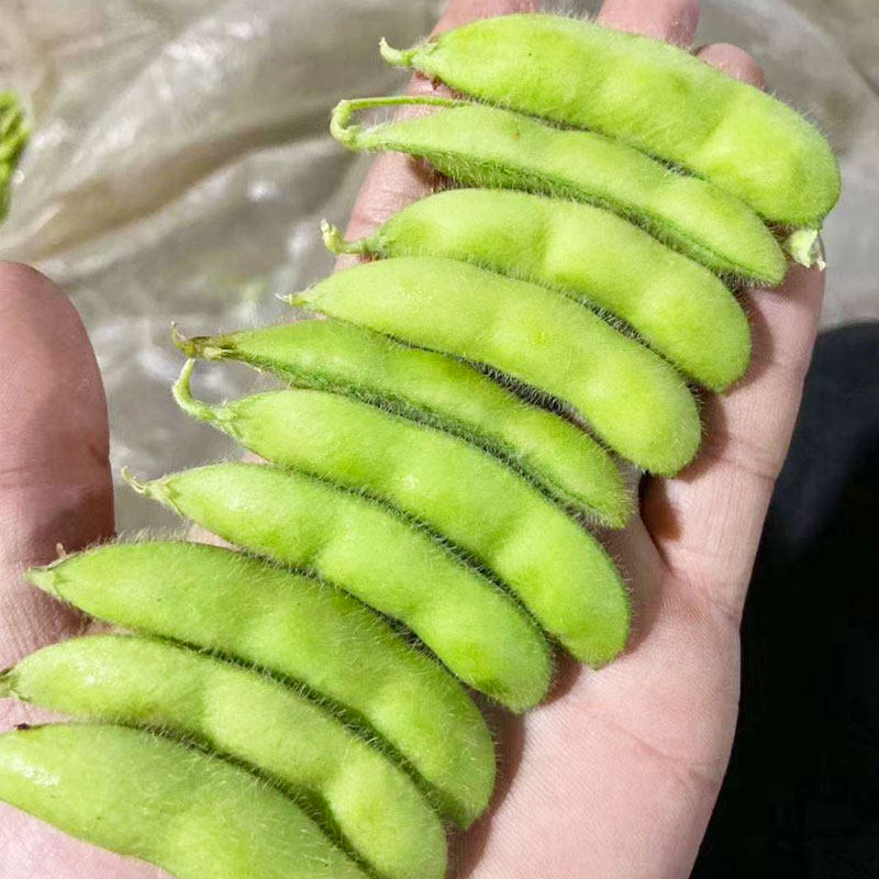 毛豆种子种籽孑特早熟高产大粒农家自种大豆黄豆发豆芽夏季四季