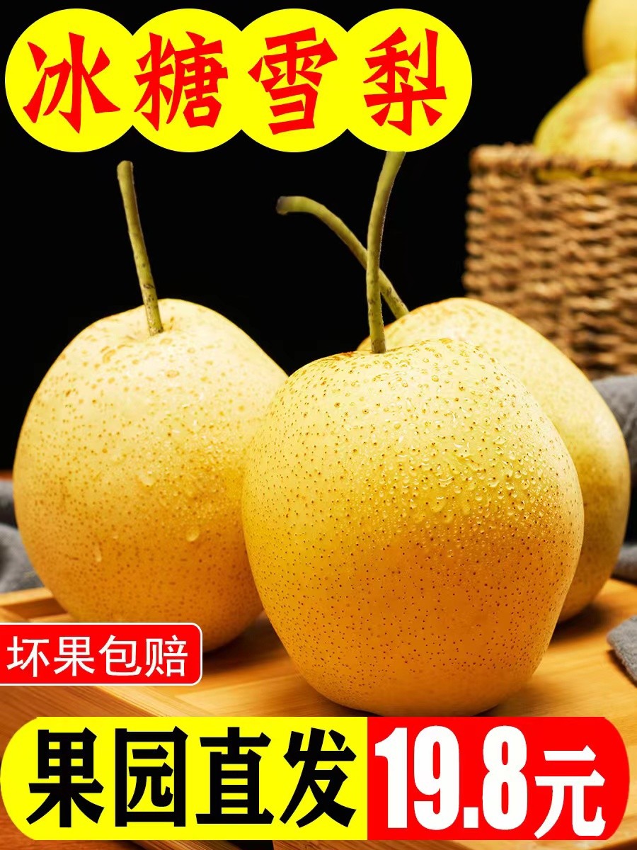 雪花梨河北赵县现摘现发应季水果孕妇果冰糖熬汤新鲜雪梨5斤