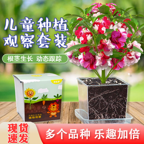 儿童种植小盆栽凤仙花观察日记幼儿园小学生科学实验种子籽向日葵