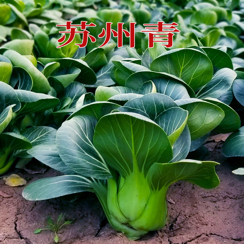 四季播矮脚苏州青菜种籽油菜籽大田庭院阳台盆栽秋冬季蔬菜种子孑