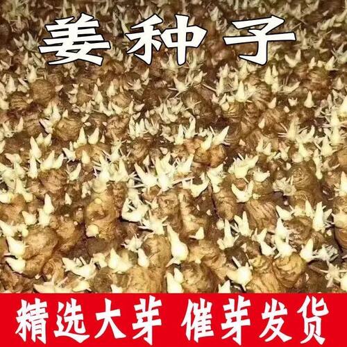 山东生姜种带芽姜种子籽种已催芽黄姜老姜10斤包邮生姜种植苗姜芽