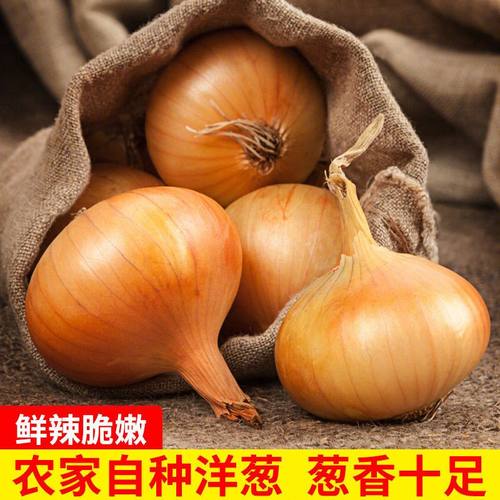 山东洋葱新鲜农家整箱包邮毛葱