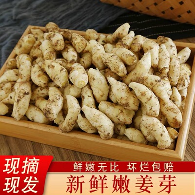 山东头茬嫩姜芽泡姜腌制专用脆嫩