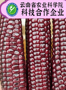 雨林情怀紫色拇指玉米无添加速食早餐低脂即食白糯手指玉米组合装