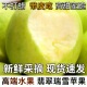瑞雪苹果现摘现发纯甜花香味苹果新鲜水果好吃青苹果10斤产地直发