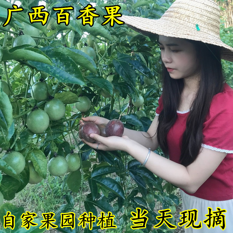 百香果新鲜现摘西潘莲白香果汁