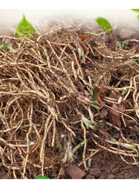 现挖折耳根贵州农家自种鱼香菜嫩根凉拌节节根农家蔬菜野菜野味