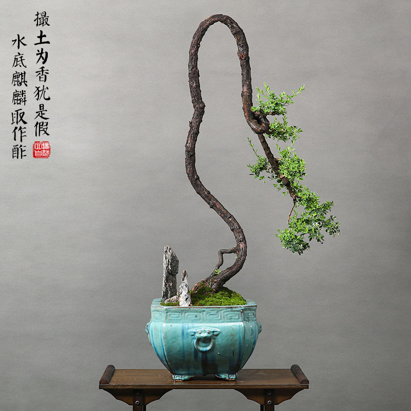 【3】一物一拍大型精品盆景迎客松真柏树桩盆景抱石雀梅30年盆景