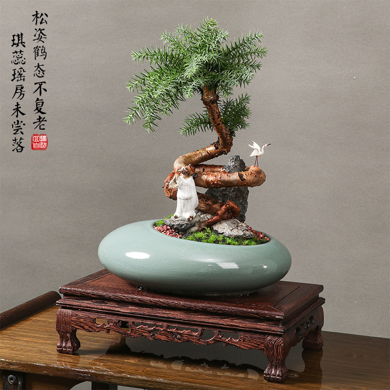 澳洲杉不老松盆景植物室内绿植办公室桌面情绪稳定小盆栽玄关摆件