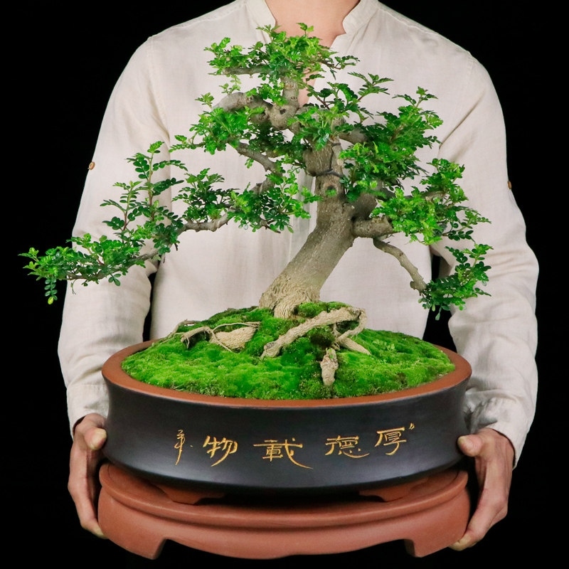 老树桩清香木悬崖大盆景20年熟桩造型四季常青家居绿植老桩盆景树