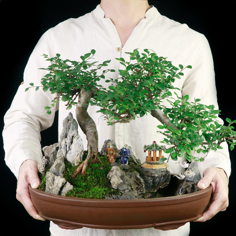 大型悬崖榆树山水盆景绿植庭院假山造型树桩盆栽植物花常青办公室