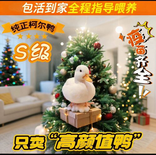 网红高颜值S级柯尔鸭 纯种活体 疫苗齐全 包活到家 新手指导喂养