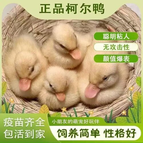 柯尔鸭活宠物小黄鸭子活的网红鸭小苗幼崽可达鸭活物柯基鸭观赏鸭