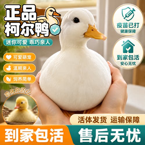 荷兰鸭小王正宗纯种鸭苗柯尔鸭活宠物柯尔鸭可达鸭鸭子柯尔鸭宠物