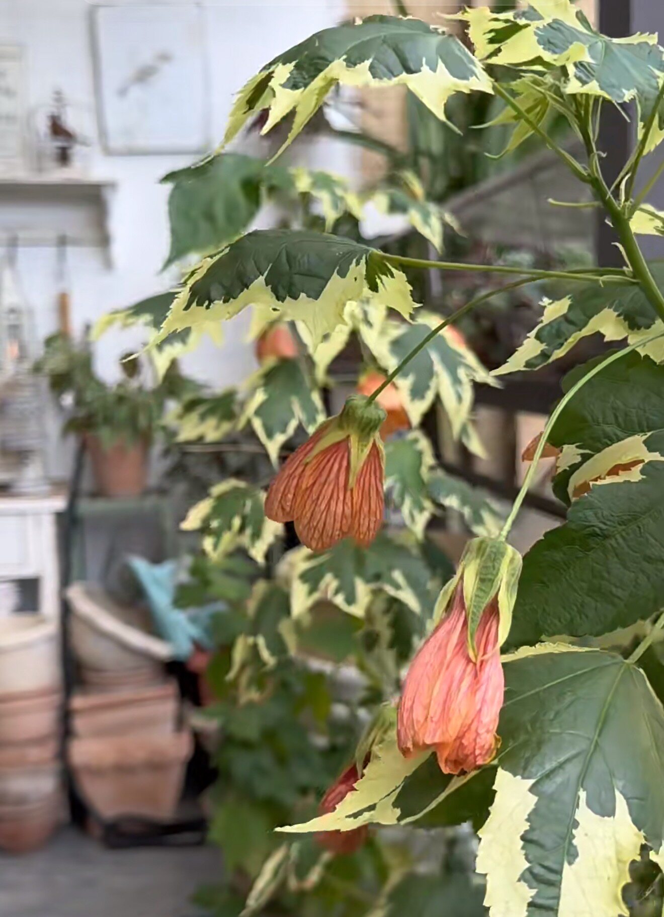 花叶悬铃花，四季开花，观叶观花