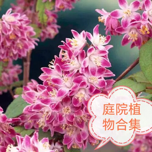 Strawberry田趣草莓田时令草本