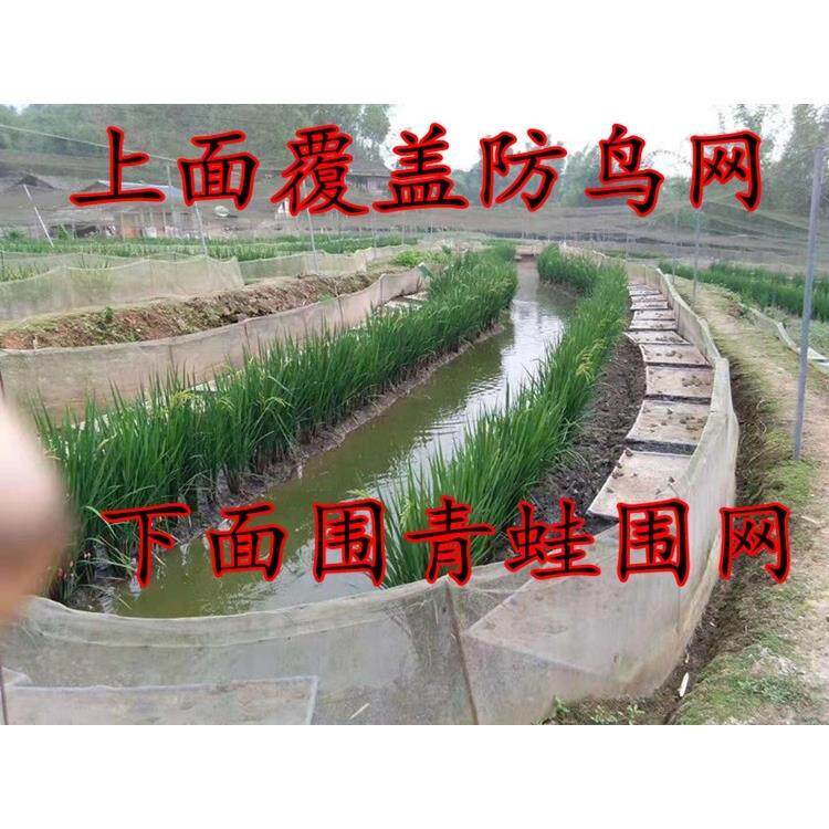 青蛙围网 养殖青蛙专用食台网诱食60目牛蛙防逃网塑料网栏网网箱