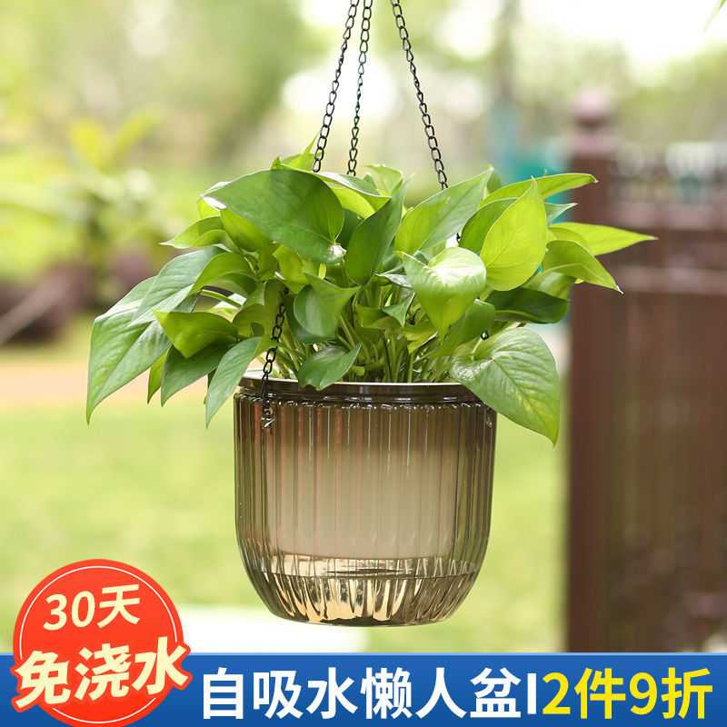 懒人自动吸水花盆透明吊盆花盆悬挂式垂吊绿萝室内水培大号绿萝