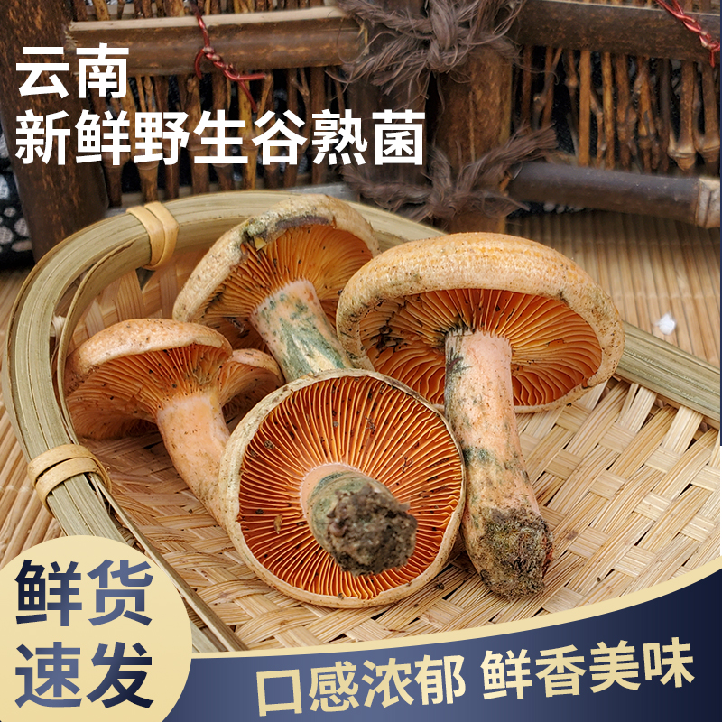 25年新鲜谷熟菌 铜绿菌云南特产当季时令松乳菌寒菌500g顺丰包邮