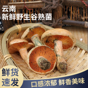 26年新鲜谷熟菌 铜绿菌云南特产当季时令松乳菌寒菌500g顺丰包邮